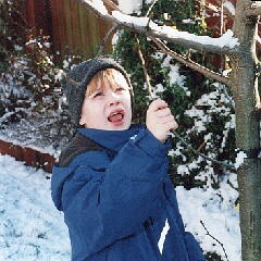 'Who put this snow on my tree?'